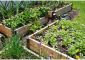 Survival Garden Guide For A Sustainable Home No Matter The Circumstances