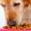 Tips To Prepper Dog Food Storage: Keeping Your Pet Alive And Well In the Event Of A Disaster
