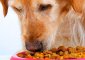 Tips To Prepper Dog Food Storage: Keeping Your Pet Alive And Well In the Event Of A Disaster