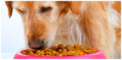 Tips To Prepper Dog Food Storage: Keeping Your Pet Alive And Well In the Event Of A Disaster